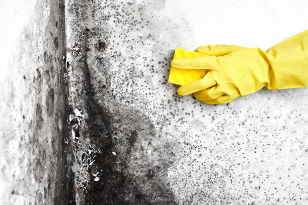 Best Black Mold Removal  in Marlboro, NY