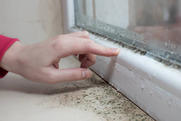 Best Real Estate Mold Inspection  in Marlboro, NY