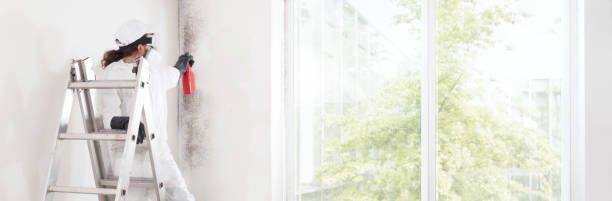  Marlboro, NY Mold Removal Pros